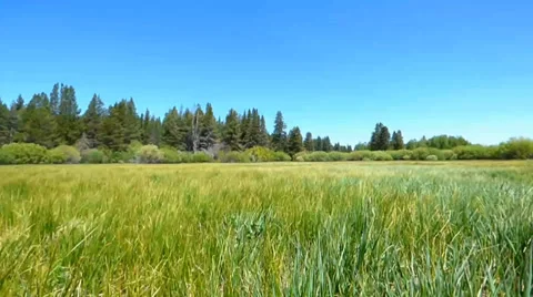 Waving Grass Forest Meadow Video stock 39387026