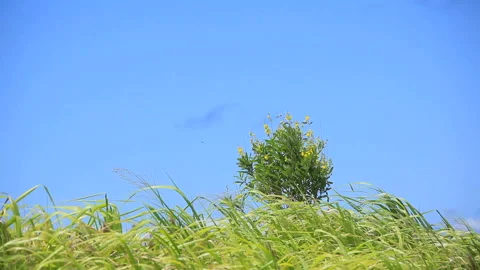 Waving Grass of the Hamakua Coast Stock Footage 327285053