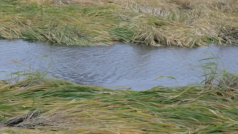 Waving grass in the small flowing river. Stock Footage 150433767