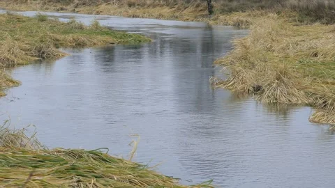 Waving grass in the small flowing river. Stock Footage 150434111