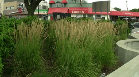 WAVING GRASS STALKS - WS TO CLOSE UP 스톡 동영상 26367683