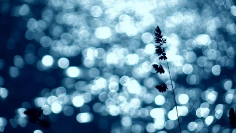 Waving grass stems on defocused ripple water surface with low sun reflection. Stock Footage 119886448
