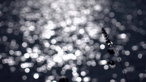 Waving grass stems on defocused ripple water with low sun reflection. Stock-Footage 122337980