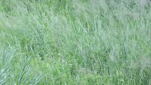 Waving grass in the strong wind Stock Footage 171380613