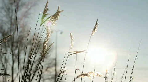 Waving grass in summer sun 動画素材 752079
