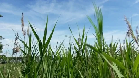 Waving grasses in the park Stock Footage 82680520