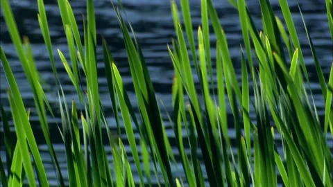 Waving grasses, water background Stock Footage 223947142
