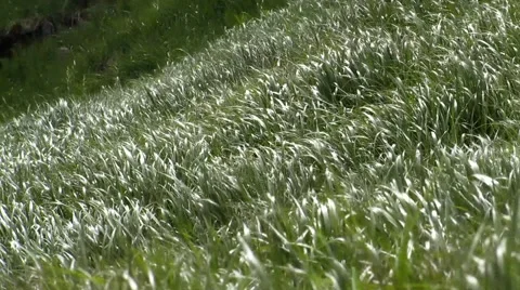 Waving green grass Stock Footage 68818755