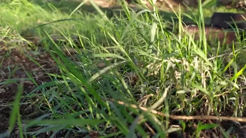 Waving green grass by wind blow in the meadow. Sunshine springtime swayed grass Vídeo Stock 137162083