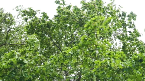 The waving green leaves of the big tree in the forest in Estonia Stock Footage 143809238