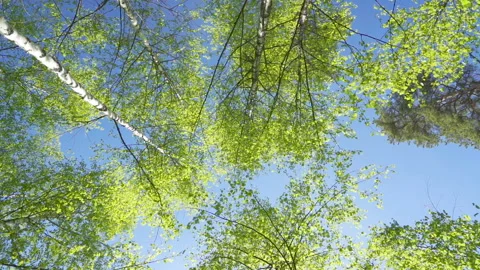 Waving green leaves of the birch tree in the garden Stock Footage 135353766