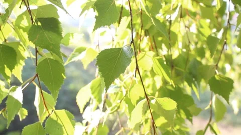 Waving green leaves of a birch tree on sunny summer day Stock-Footage 318793283
