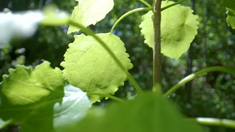 The waving green plants in the middle of the forest Stock Footage 137984092
