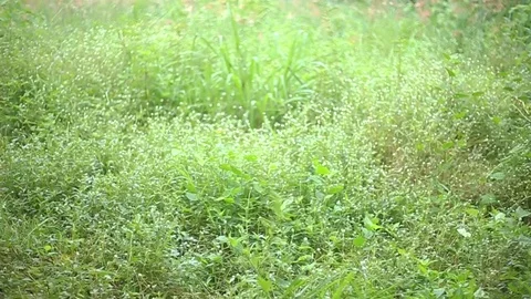 Waving green plants on the yard Stock Footage 94017624