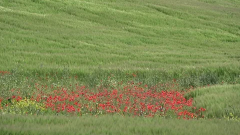 Waving green spring wheat field. Swaying in the Wind. Sicily, Italy Stock Footage 108094528