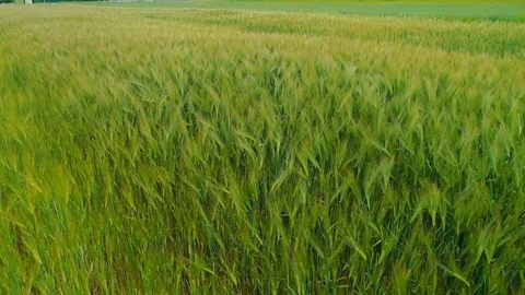 Waving green spring wheat field. 4K. Stock Footage 113201132