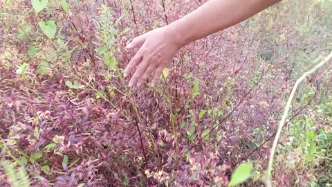 Waving Hands: Nature's Wonders in Motion" Stock Footage 243779211