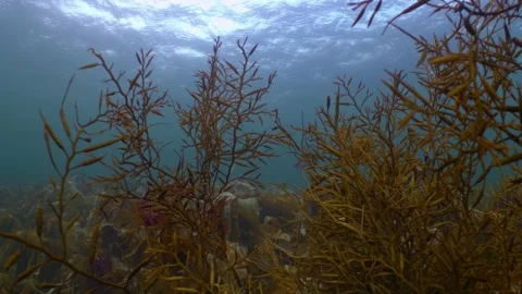 Waving kelp Stock Footage 170292944
