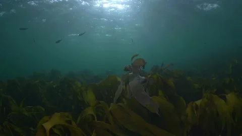 Waving kelp in surge Stock Footage 170289045