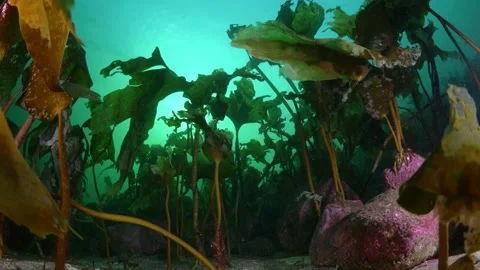 Waving kelp in surge Stock Footage 170289494
