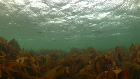 Waving kelp in surge Stock Footage 170290782
