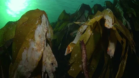 Waving kelp in surge Stock Footage 170292324