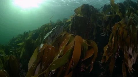 Waving kelp in surge Stock Footage 170292587