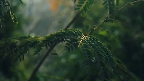 Waving Leaves Video stock 245440996