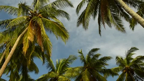 Waving leaves of palm trees Stock Footage 168366159