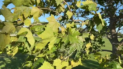 Waving Leaves2 Stock Footage 158402073
