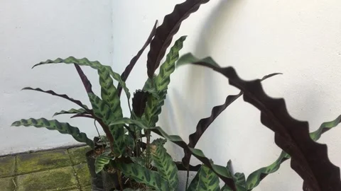 Waving microsorum 動画素材 241378678