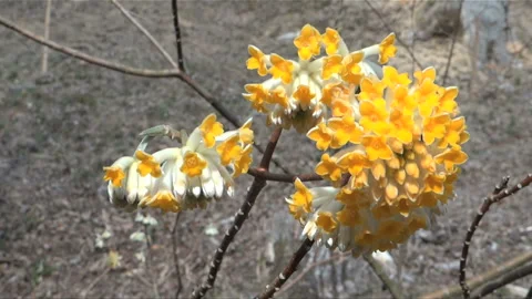 Waving Mitsumata Flowers Stock Footage 327465695