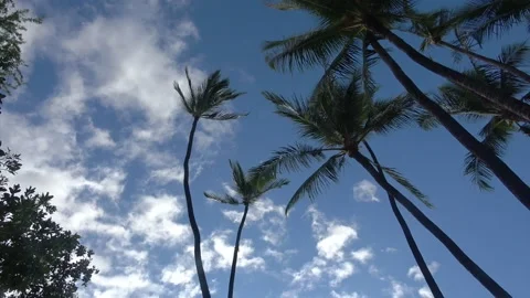Waving Overhead Palm Trees Stock Footage 138176040