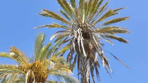 Waving palm leafs Stock Footage 197178334