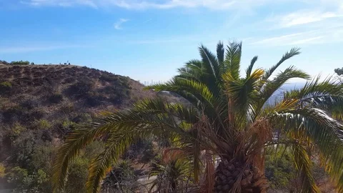 Waving palm tree in Runyon Canyon Stock Footage 83922335