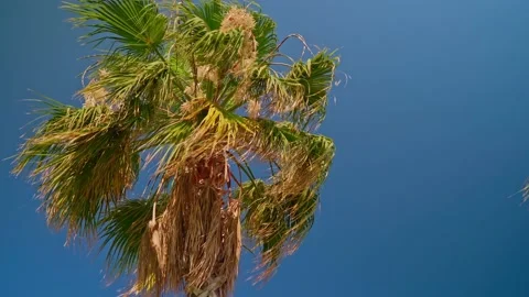 Waving palm tree on a tropical beach. Stock Footage 166028660