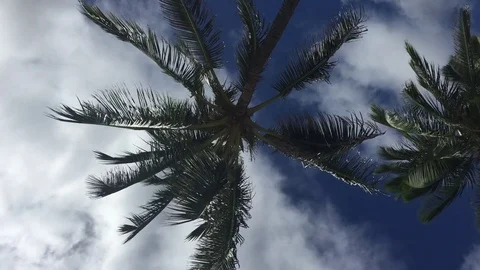 Waving Palm Trees Against Blue Sky with Clouds Stock Footage 79596046