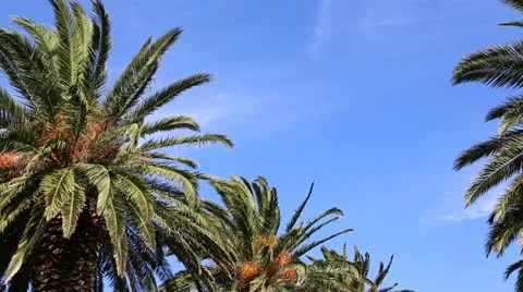 Waving palm trees and sky Stock Footage 12533868