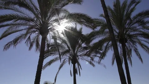 Waving palms blue sky silhouertte sun Stock Footage 71785883