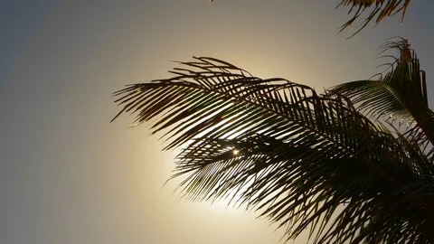 Waving palms into the sun Video stock 107680424