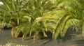 waving palmtrees HD Footage