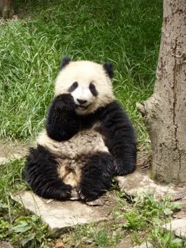 Waving Panda Stock Photos