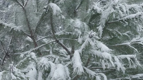 Waving pine tree close-up view while it is snowing in winter Stock Footage 150115116
