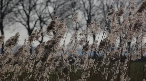 Waving reed in The Biesbosch Stock Footage 49157253