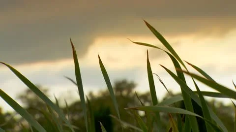 Waving Reed in the evening sun. 動画素材 8869805