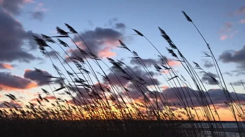 Waving reed at sunset Stock Footage 156487469