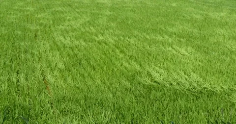 Waving rice paddy field by wind 库存影片 162593658