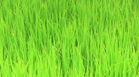Waving rice plant Видео 24489983