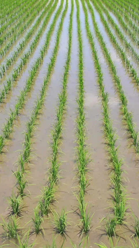 Waving Rice in the Wind 스톡 동영상 327461362