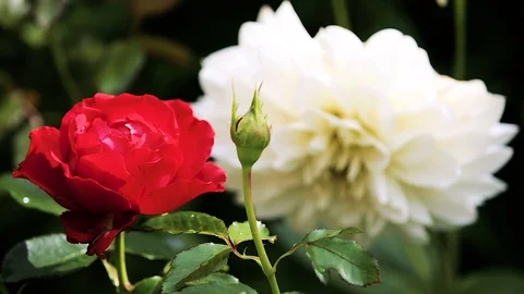 Waving rose Stock Footage 89689361
